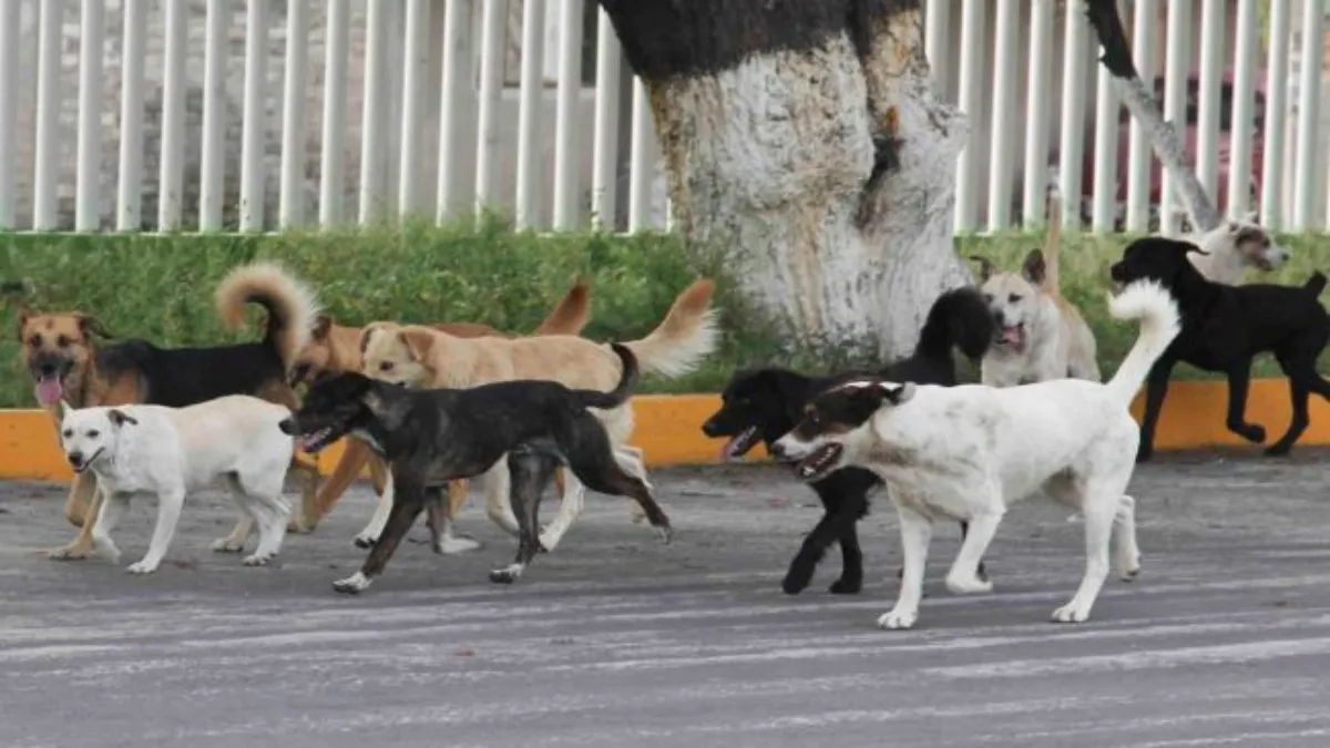 La ley es clara y estipula que ante casos de crueldad animal hay sanciones tanto penales como económicas.