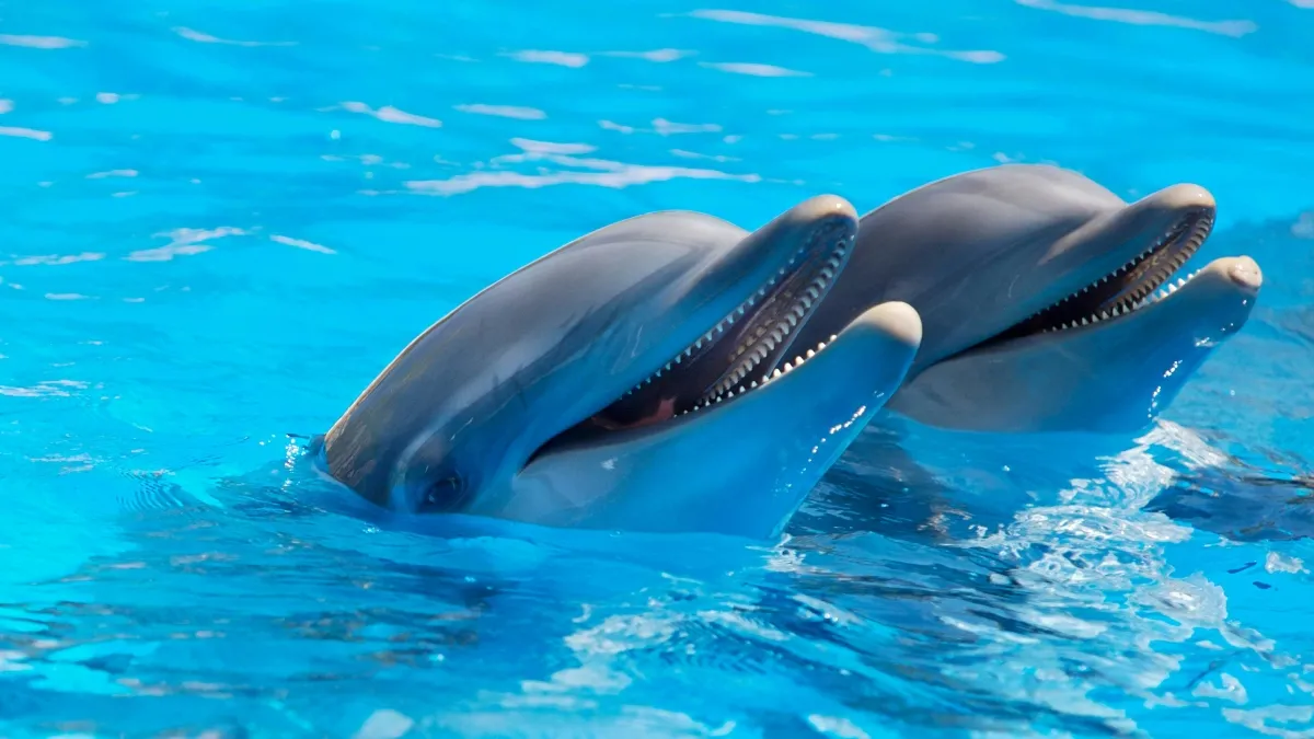 Se debe entender que los delfines están sumamente deprimidos en cautiverio y llegan a morir por choques sépticos.