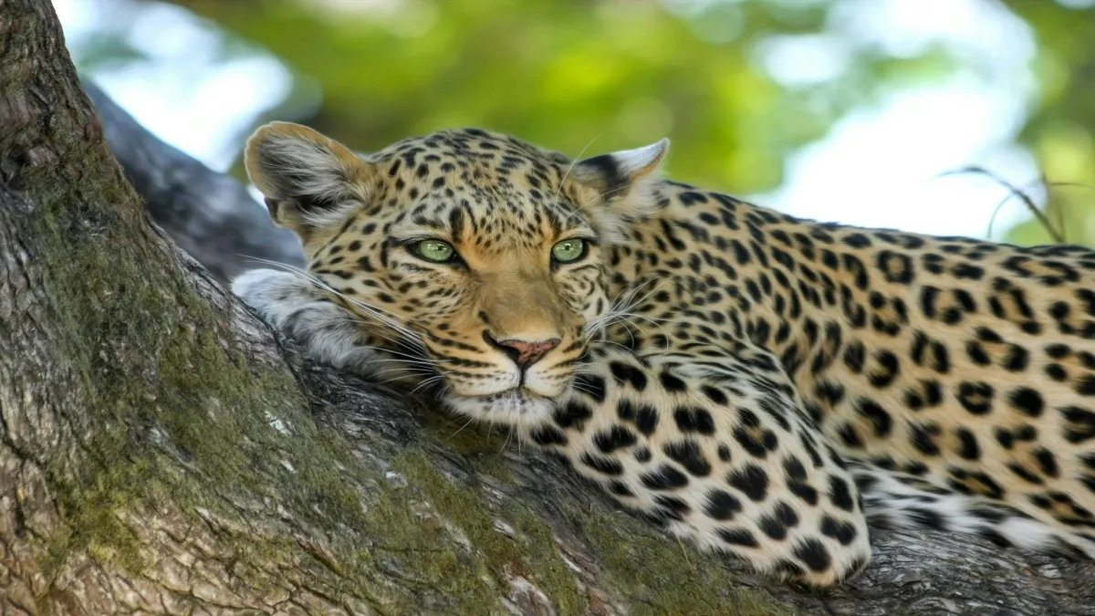 Yucatán es un estado con una fauna abundante y diversa, pero que enfrenta desafíos importantes para su conservación.
