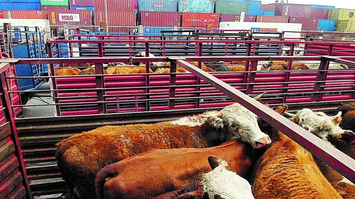 Las ventas de ganado de registro han caído de manera drástica, alcanzando su nivel más bajo en la historia.
