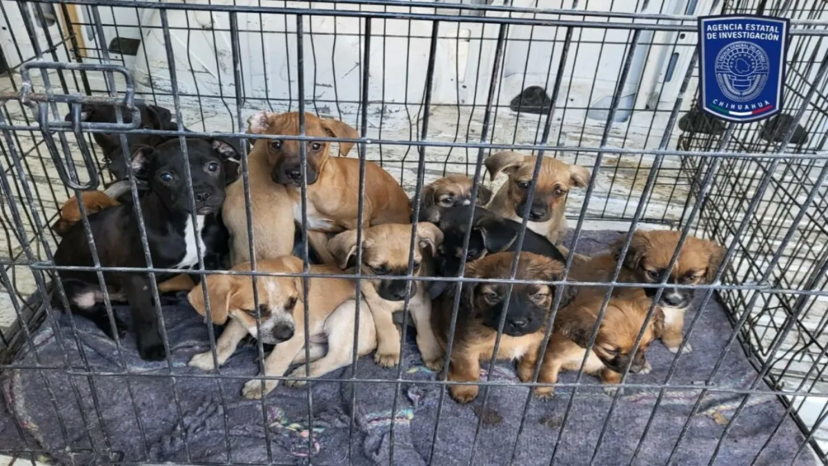La ley tiene tres ejes fundamentales y es en su tercer apartado donde sanciona el maltrato, el abuso de los animales.