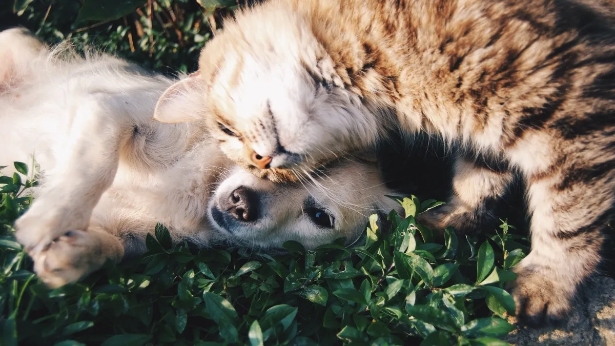 El amor a las mascotas también se demuestra en su despedida. Hoy, la gente busca un cierre digno.