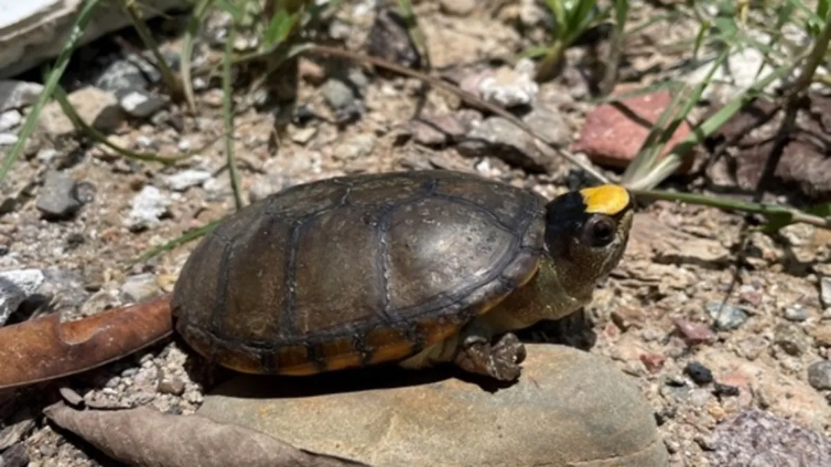 Gracias a las recientes lluvias, fue posible avistar una cría de tortuga del género Kinosternon sp.