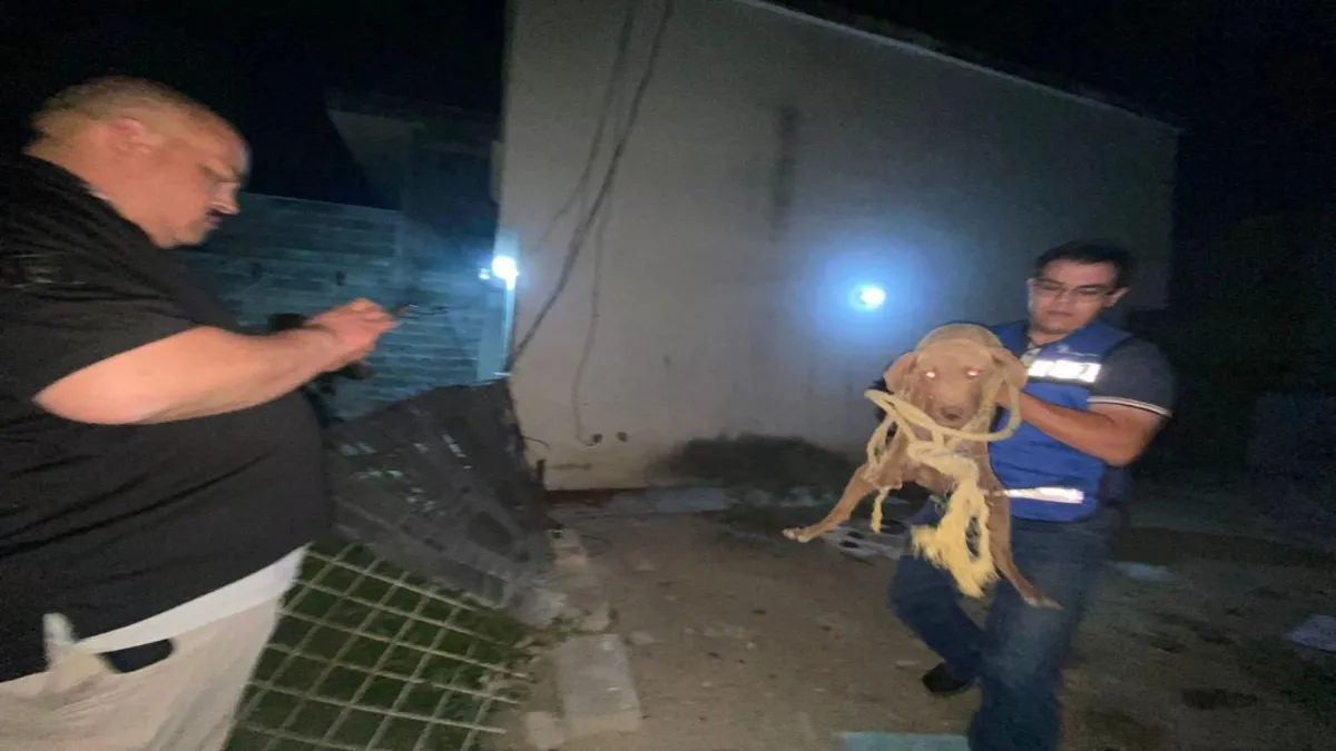 Invitó a la sociedad celayense a no utilizar el sistema de reportes de maltrato animal para desquitarse con el vecino.