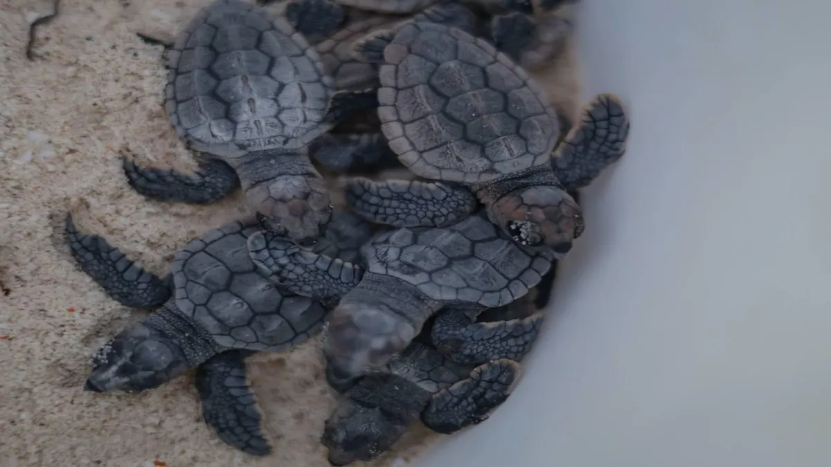 Este logro se logró gracias a la coordinación del Programa de Protección de Tortugas Marinas del municipio de Los Cabos.