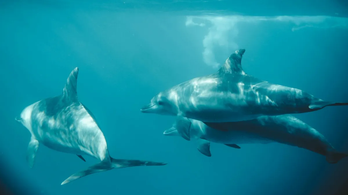 El Delfinario Sonora ha sabido adaptarse sin perder de vista su vocación de servicio.