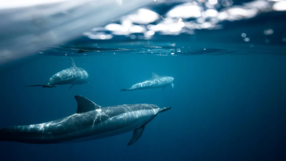 Jesús Elías Ibarra explicó que los delfines aprovechan la interacción con las redes de pesca.