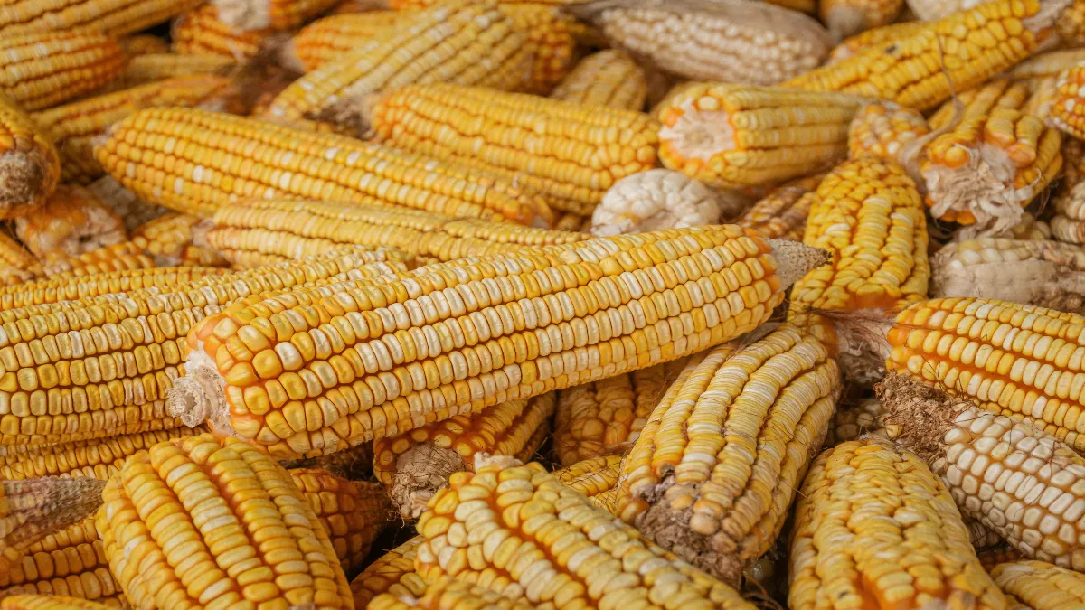 Una inversión de de 300 millones de dólares de parte del grupo Millfoods para la planta procesadora de maíz.