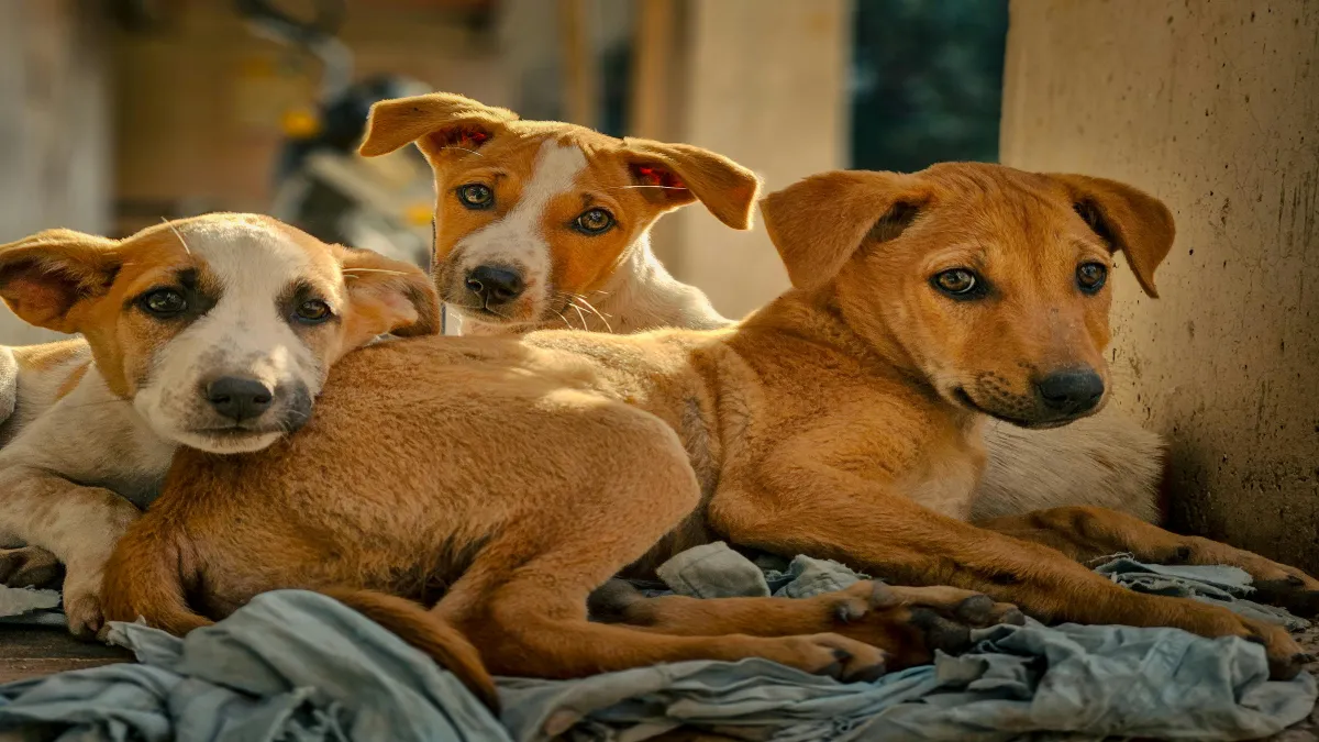 Los antecedentes de nuestra ciudad han sido de 150 perros por colonia, son aproximadamente mil colonias en Tijuana.