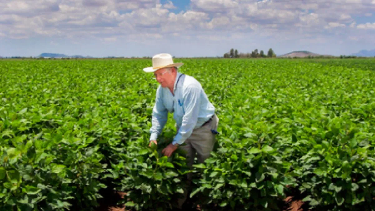 Antes de junio, los campesinos apenas estimaban cubrir 20 mil hectáreas con soya.