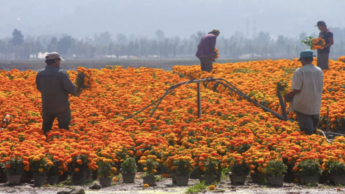 Miles de hectáreas de suelos agrícolas desaparecen cada año, afectando la seguridad alimentaria.