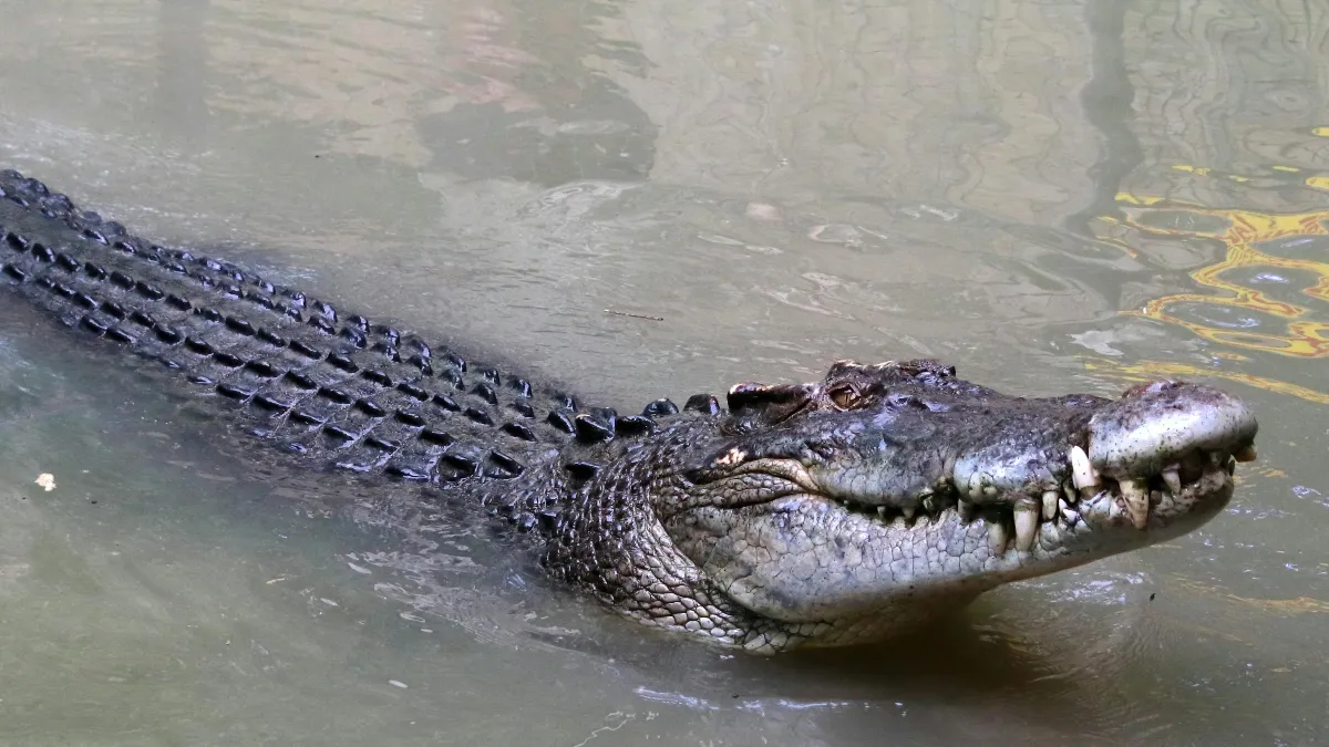 El aumento de cocodrilos en el río Pánuco refleja un cambio en el equilibrio ecológico de la región.
