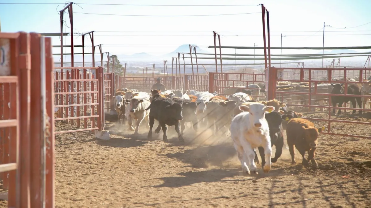 Se trata de un ejemplar de ganado bovino proveniente del sur-sureste del país, que llegó en un embarque de 67 animales.