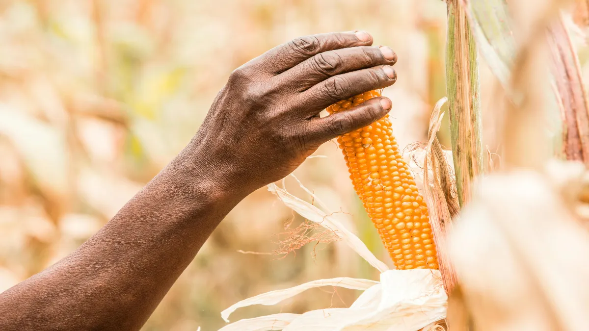 No hay respuesta que cubra los costos de producción, de acuerdo a las productores de maíz blanco de la región del Bajío.