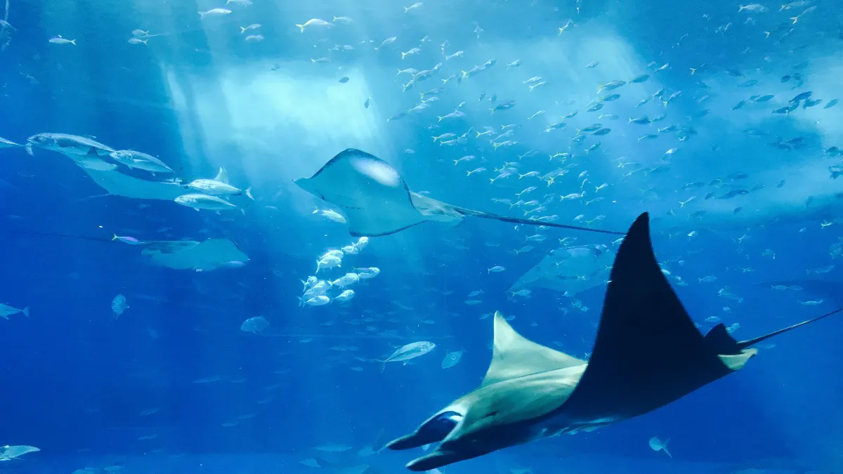 Garantizar la conservación de especies como las mantarrayas oceánicas.