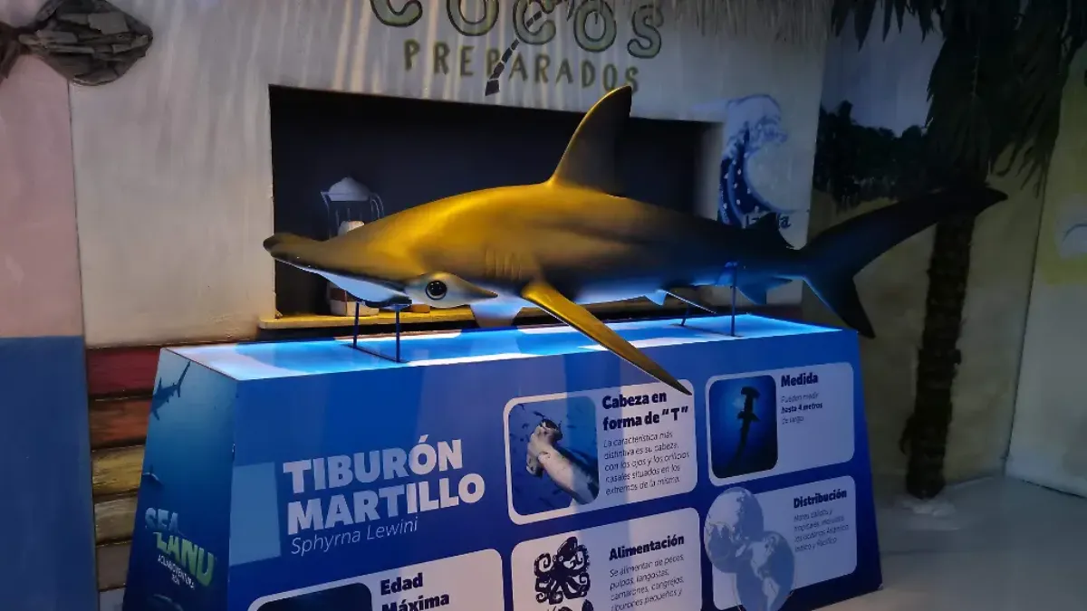 Más allá del impacto visual, “Tiburones: Los Reyes del Mar” tiene un propósito educativo y ecológico.