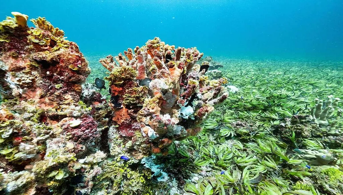 Cubren solo una décima parte del uno por ciento del fondo marino. Son el ecosistema olvidado.