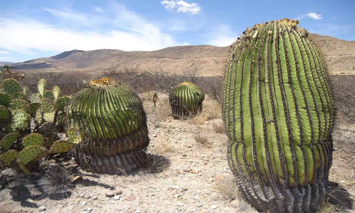 Si estás en busca de un destino diferente y lleno de sorpresas, las cactáceas gigantes de Cieneguilla.