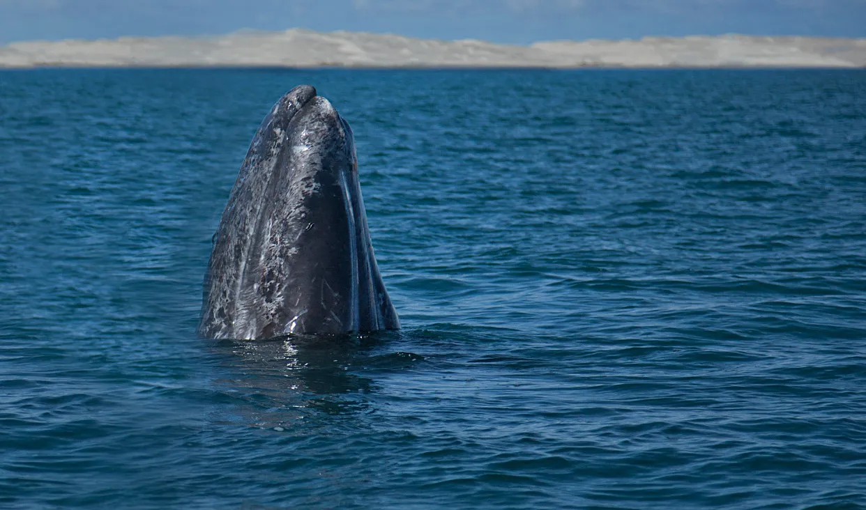 La ballena gris llega a BCS con más hambre que nunca por el cambio climático