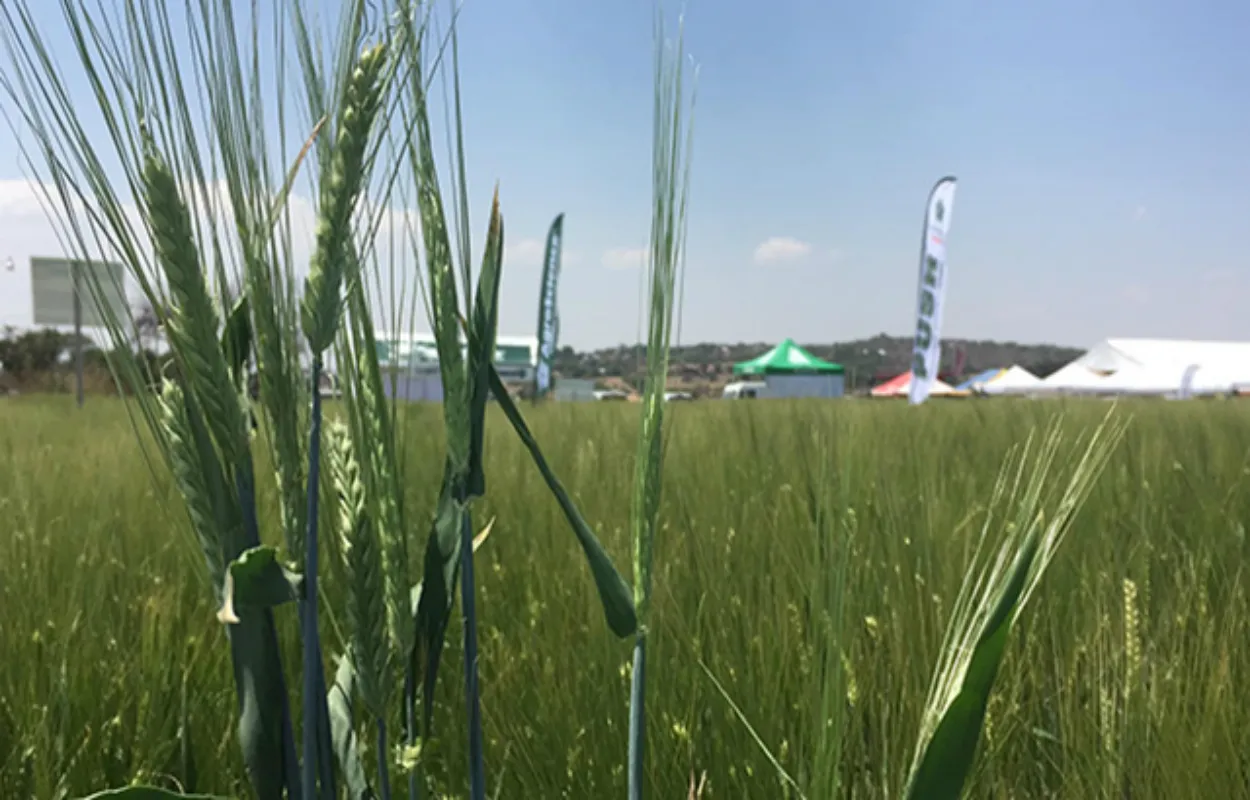 La falta de agua pone en jaque a 24 mil agricultores de trigo y cebada ...