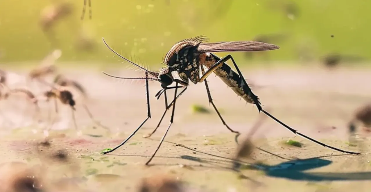 Los casos de dengue podrían descender en la temporada invernal, pues así ocurre de manera natural.