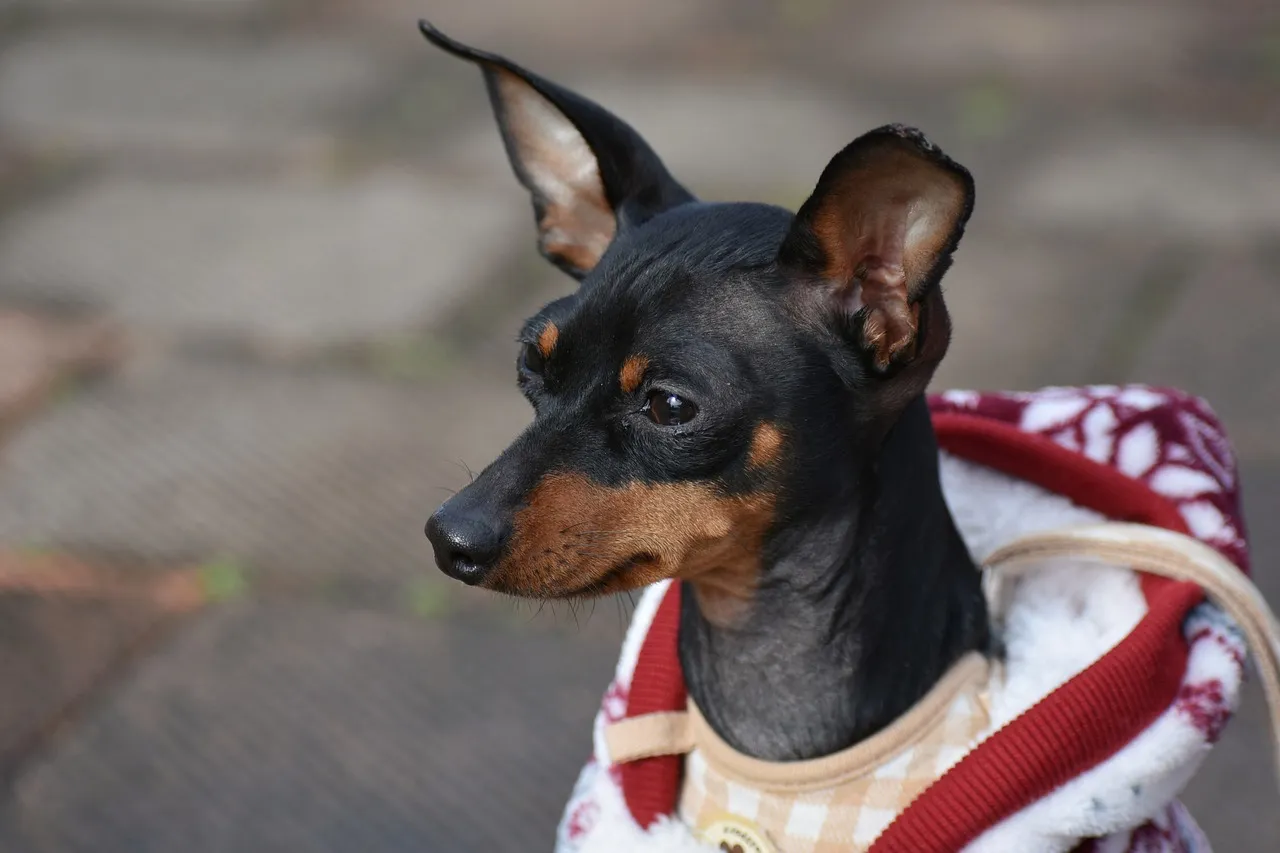 Ropa para perro: El último "ladrido" de la moda en Mazatlán
