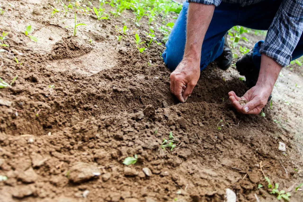 El ministro de Agricultura informó que la producción agropecuaria de Brasil puede desarrollarse sin deforestar.