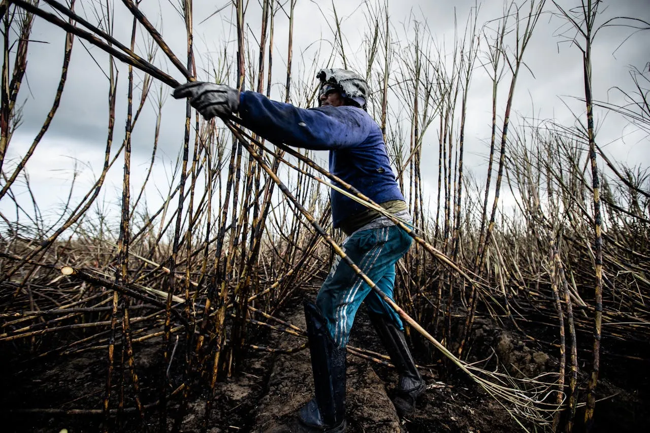 La menor disponibilidad de caña también impactó la producción de azúcar.