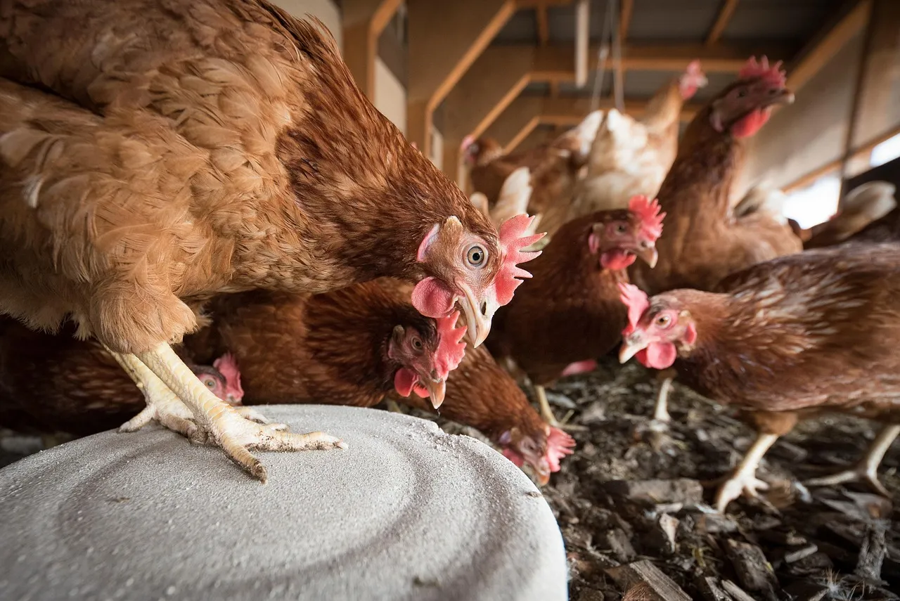 Según el Senasa, desde julio del 2024 no se han detectado nuevos brotes en aves de corral.