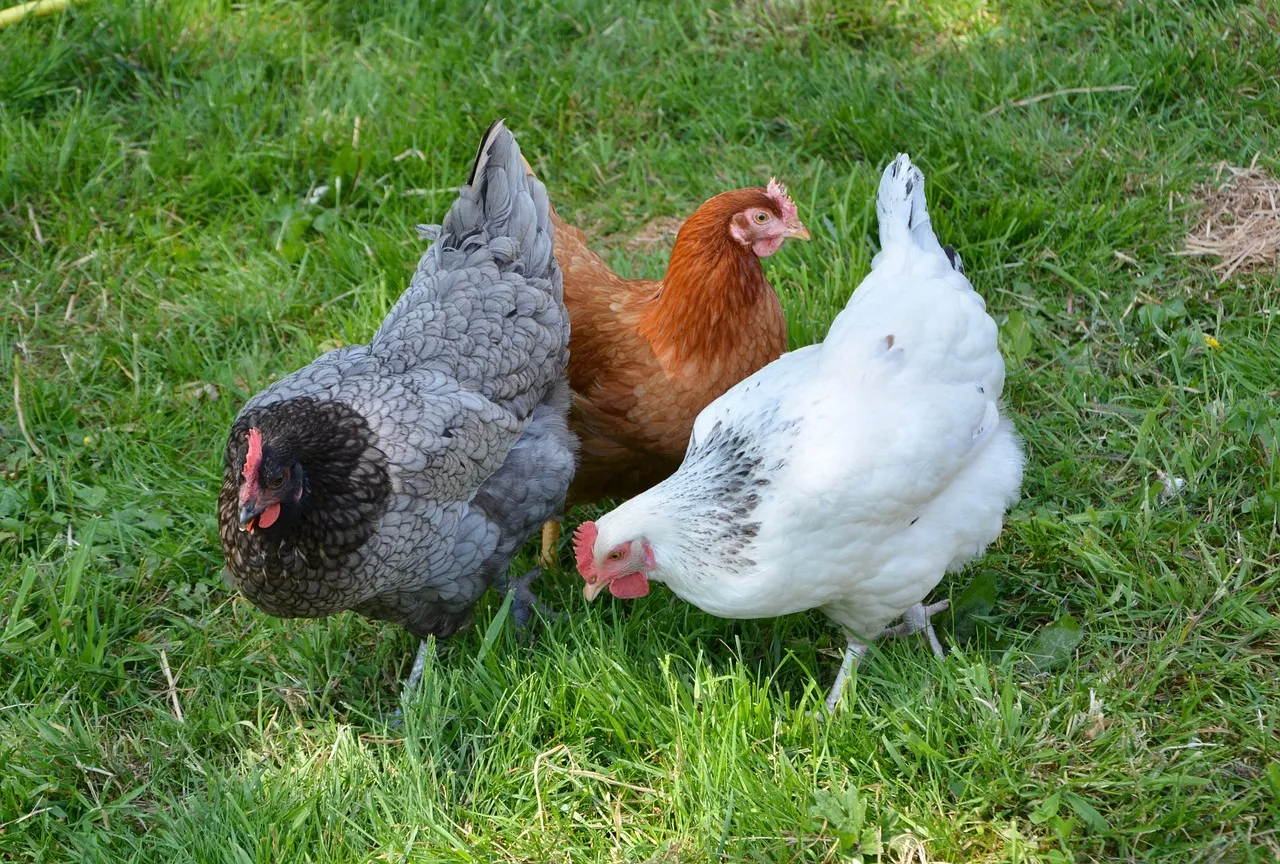 No se encuentran 14 mdp para gallinas y árboles del Triángulo del Bienestar