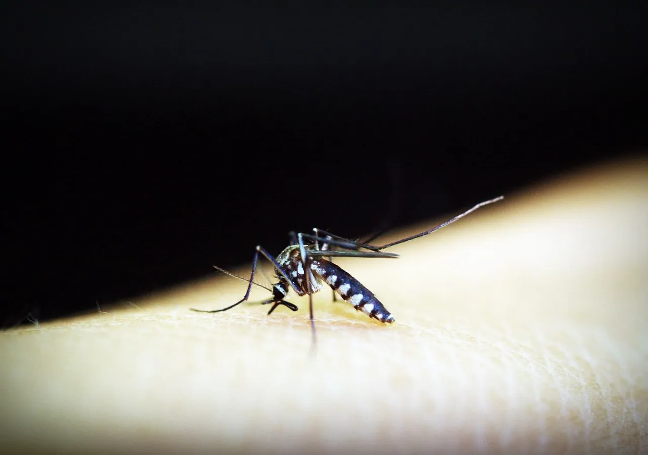 Argentina acumula 5 mil 936 casos por dengue en lo que va del periodo interepidémico.