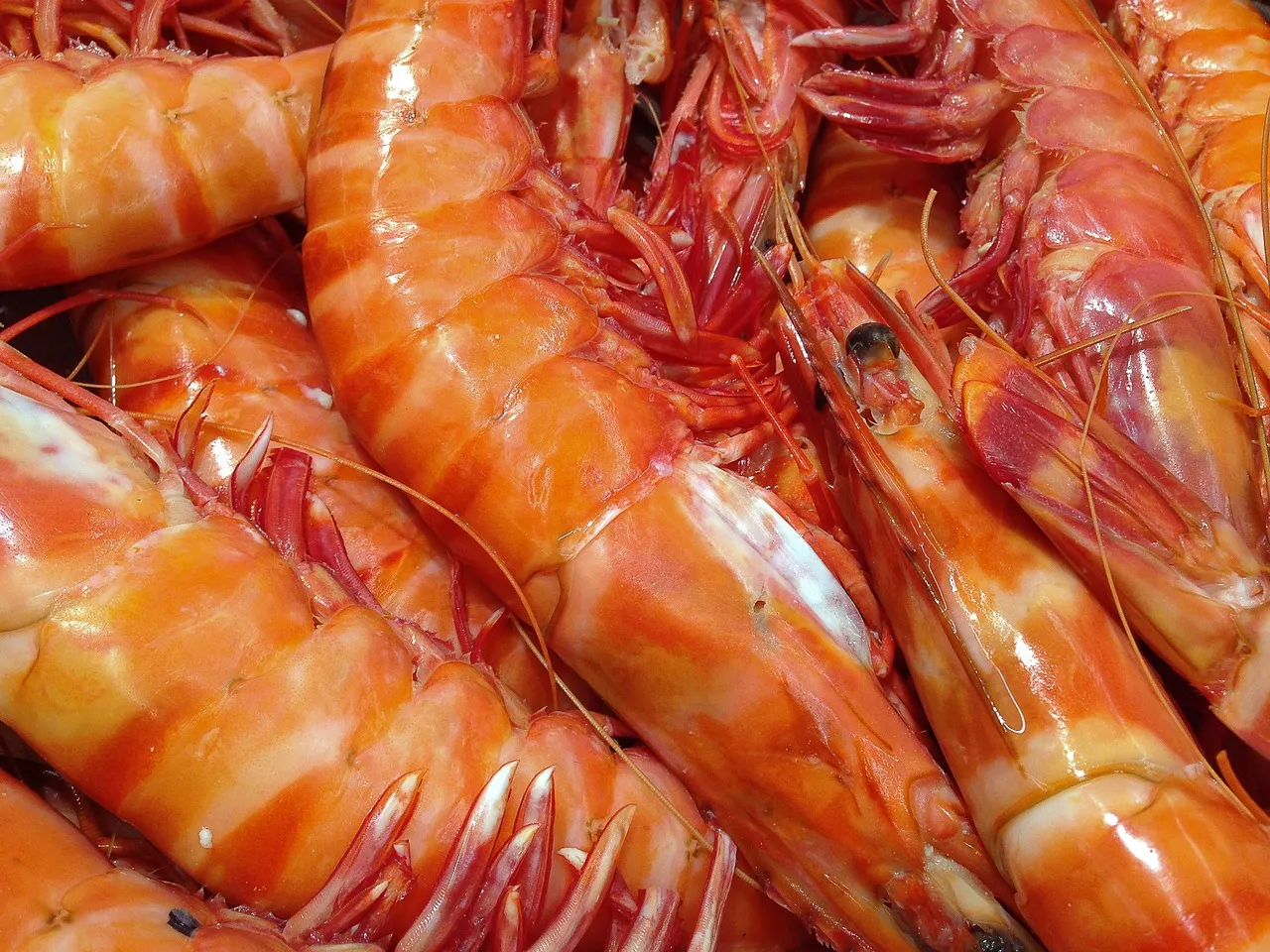 La pesca de camarón se ha vuelto cada vez más difícil debido a los altos costos operativos.