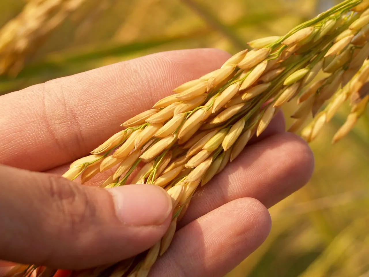 China ha impulsado la productividad agrícola en América Latina.