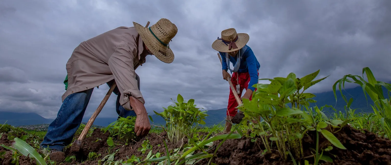 Los agricultores hacen un llamado a las autoridades para que tomen medidas urgentes y efectivas.