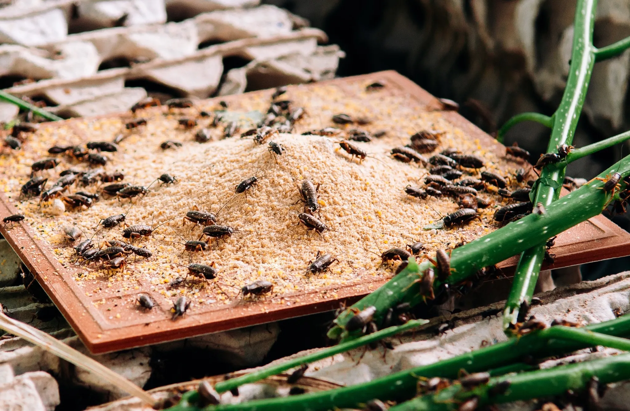 Griyum: Grillos comestibles para todos en botanas, harina y otros productos saludables