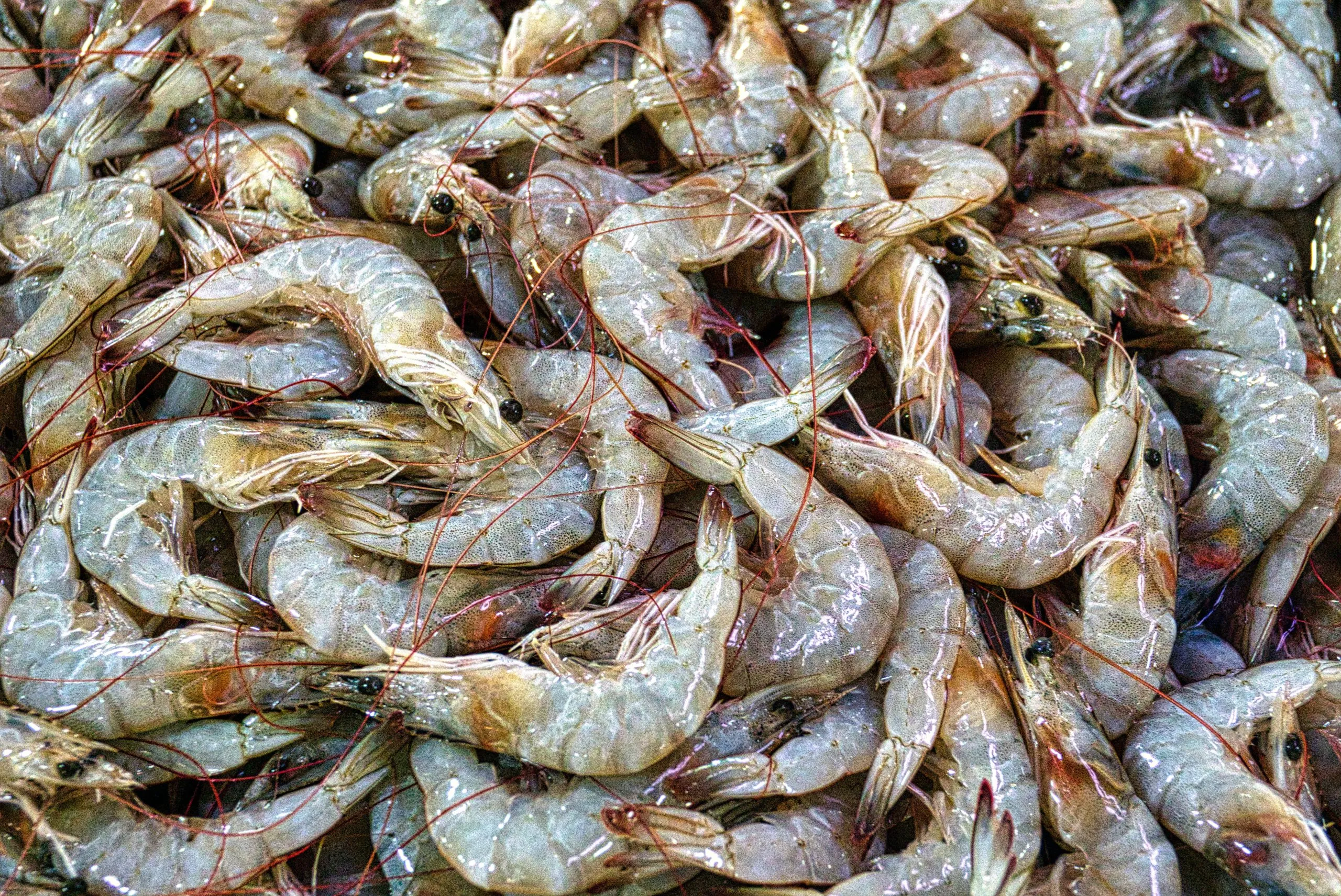 Entre polémica por violaciones a Derechos humanos, China afianza su papel de mayor proveedor de mariscos a nivel global