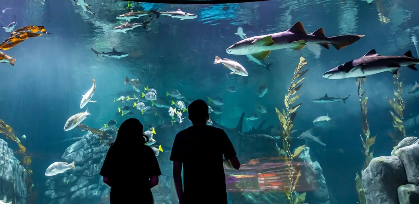 ¿Ya conoces el Acuario y Centro de Conservación Michin en la Ciudad de ...
