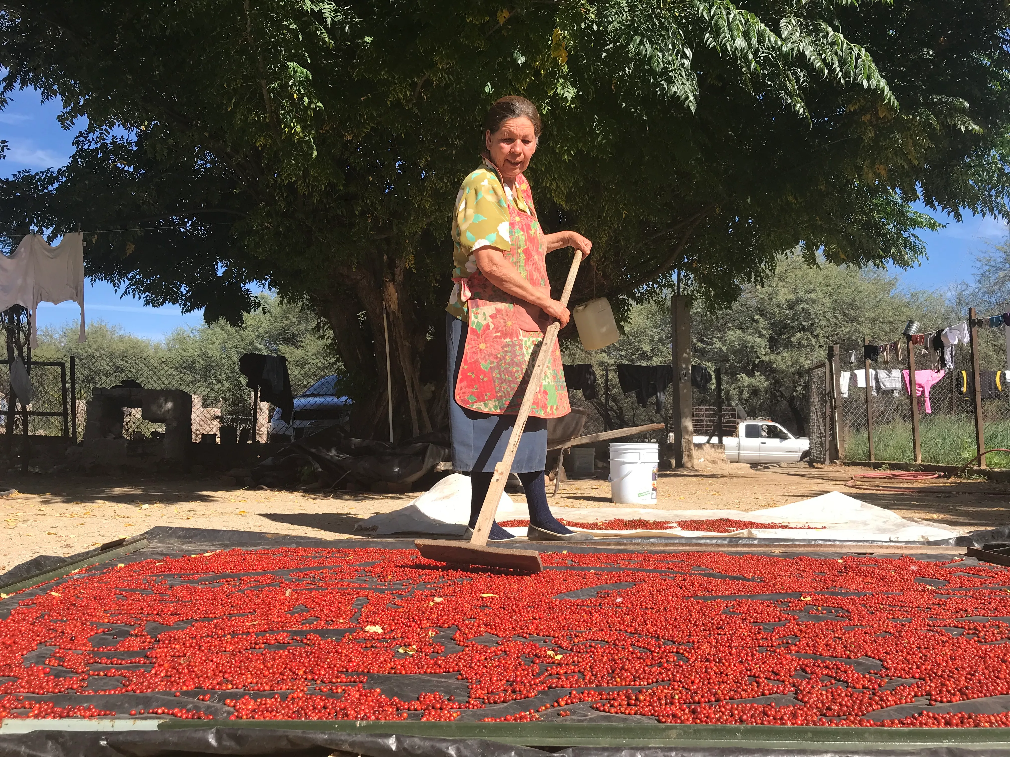 La pizca del chiltepín se convierte en el sustento de vida de la sierra de Sonora