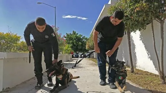 Los más perrones: Max y Chak, la unidad K9 de la Policía Municipal de Mazatlán
