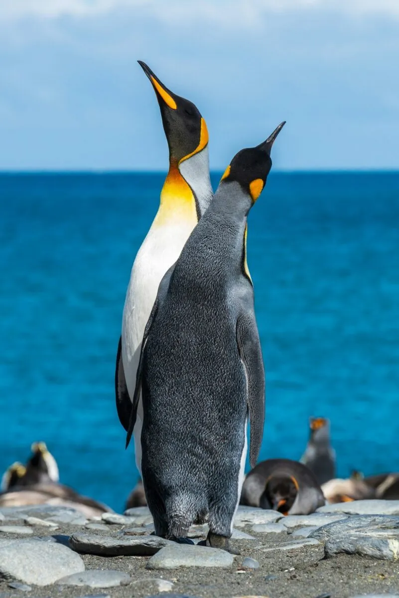 Pingüinos en su hábitat natural antártico