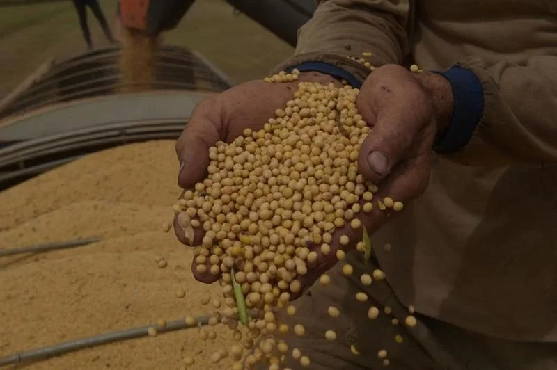 Brasil puede ser más eficiente en la producción de soya en apoyo al medio ambiente