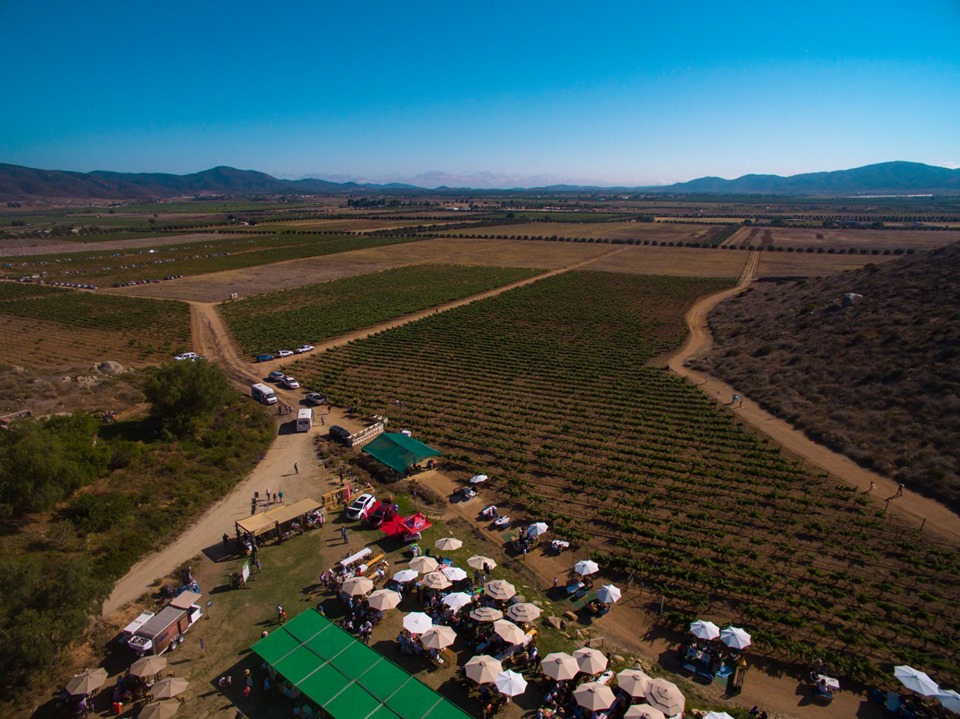 Italianos quieren exportar vino del Valle de Guadalupe