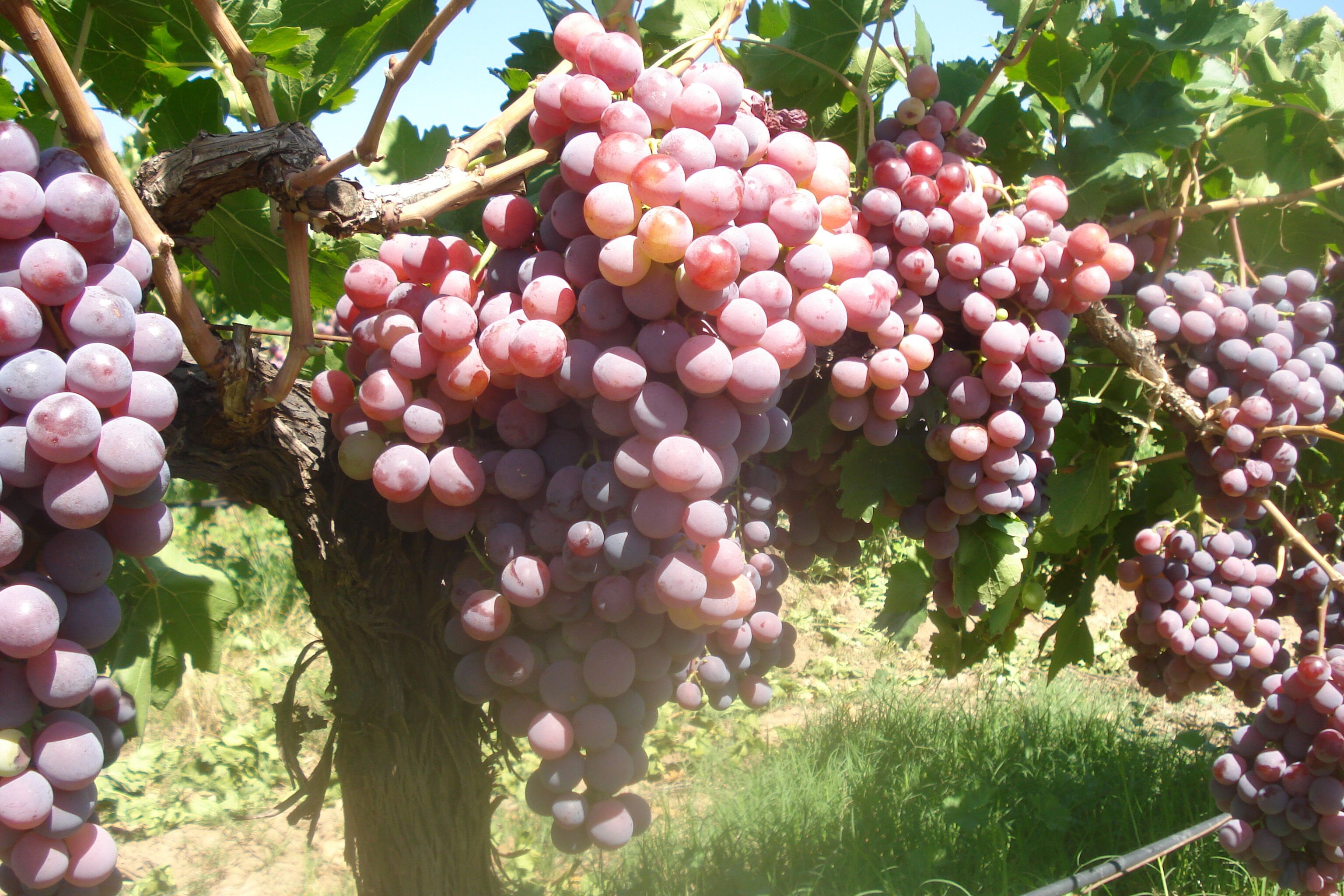 Corea del Sur dice sí a las exportaciones de uva de Sonora