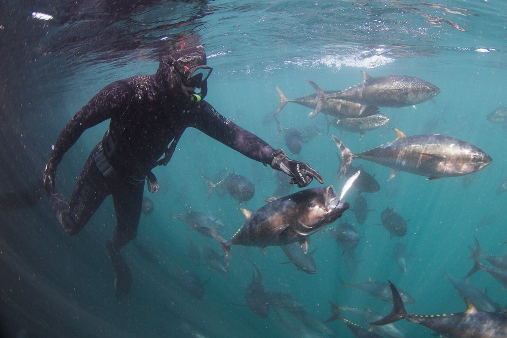 Será legal pescar totoaba en Baja California