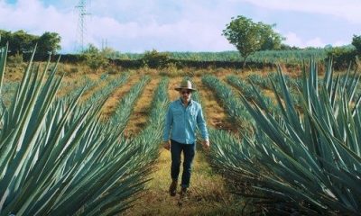 Tequila de Guanajuato protagonizará Destilando México