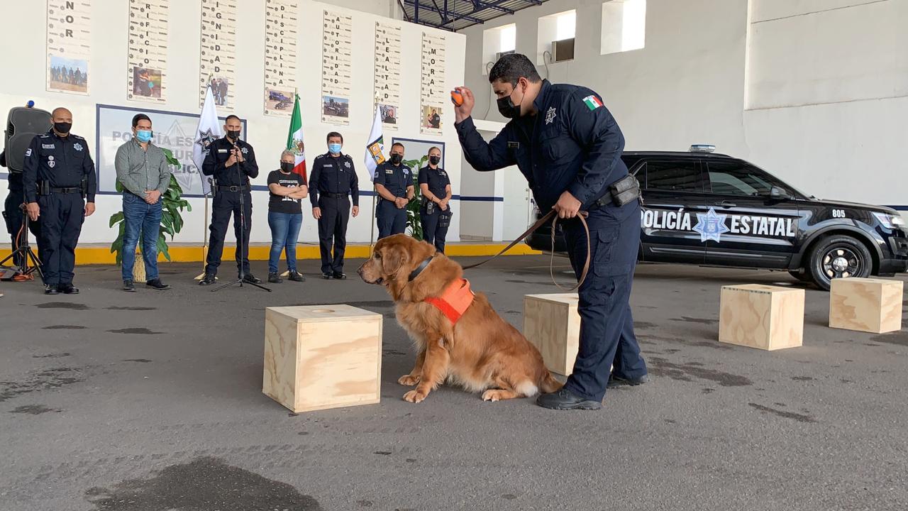 Los perros buscadores retuvieron 27.3 toneladas de mercancías en el Aeropuerto Internacional de la Ciudad de México