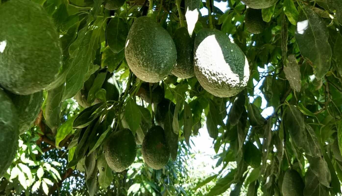 Aguacate Jalisco