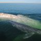 Ballenas baja california sur temporada