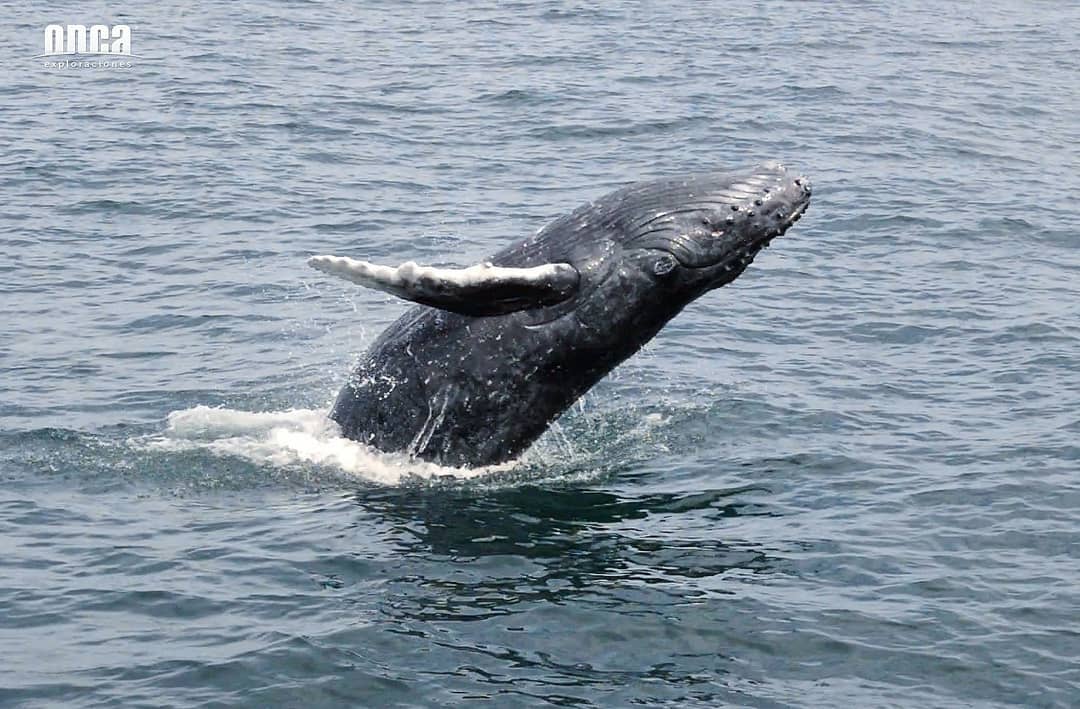 avistamiento de ballenas mazatlán