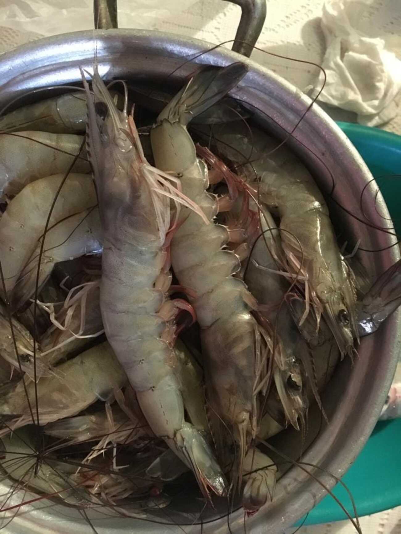 En Veracruz baja la producción de camarón y aumenta el precio en Semana Santa